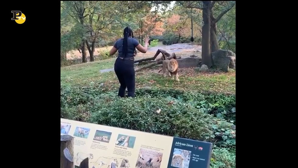 New York, allo zoo una donna entra nel recinto dei leoni