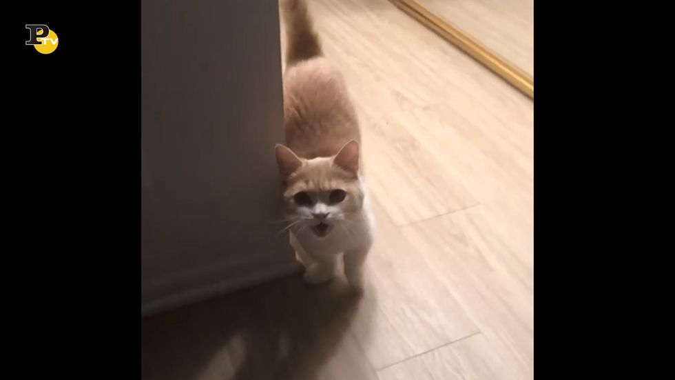 Un gattino miagola sentendo la mancanza di casa