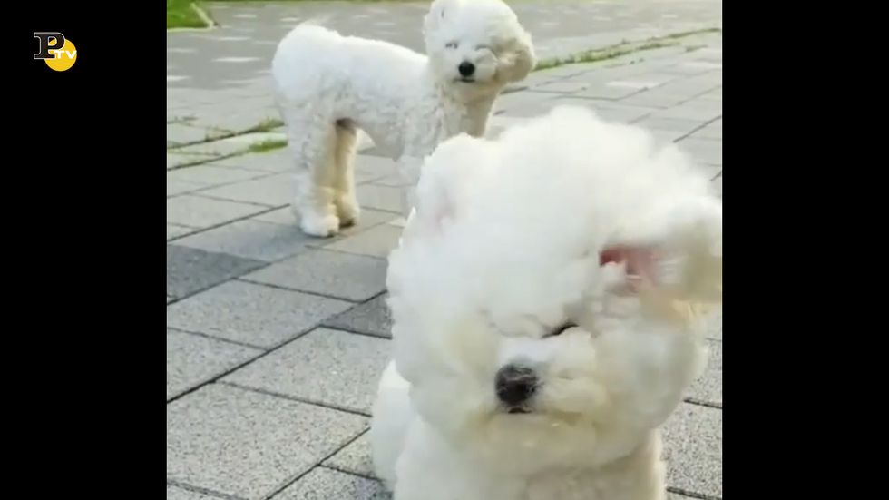 Due cani subiscono il forte vento che li scompiglia
