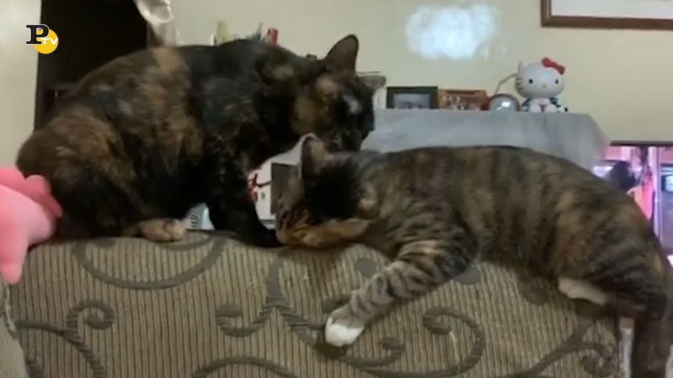 Due simpatici gattini si fanno le coccole sul divano