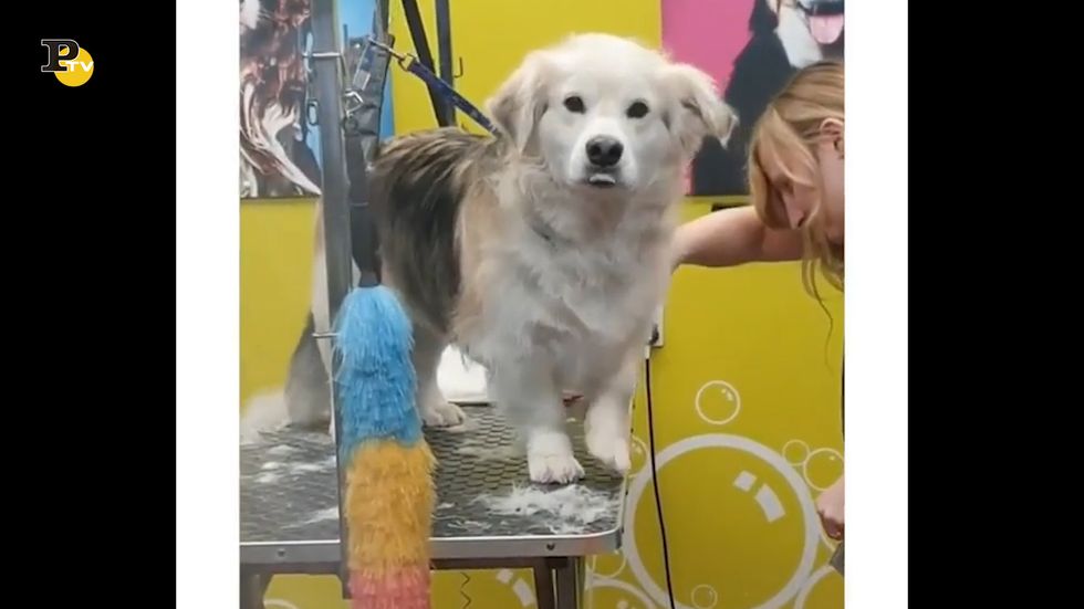 Un cane è stato portato a fare il bagno ma non sembra contento