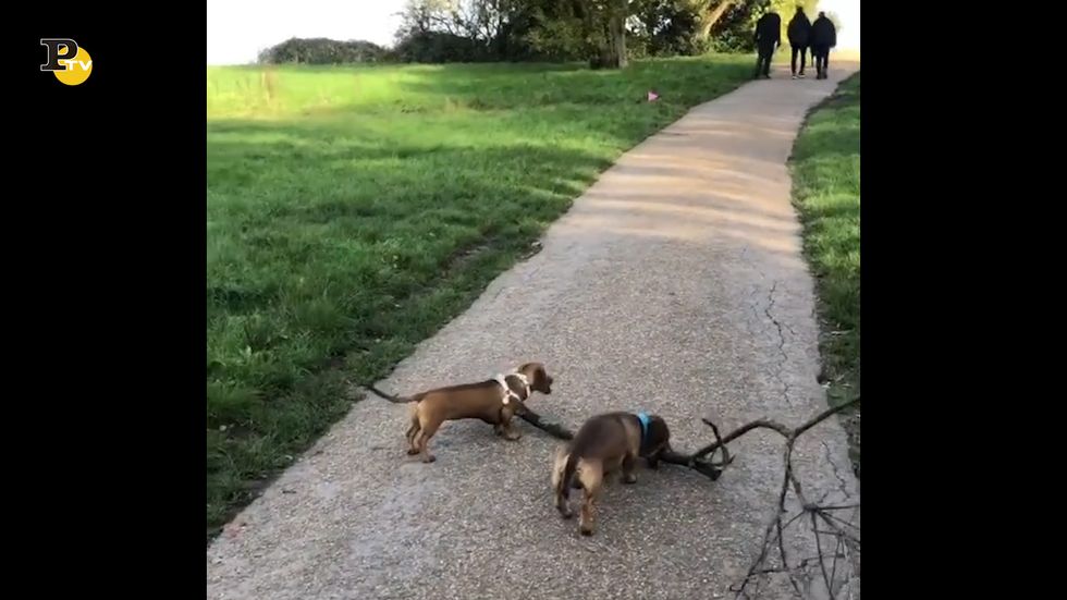 Un cane bassotto cammina tenendo in bocca un grosso ramo
