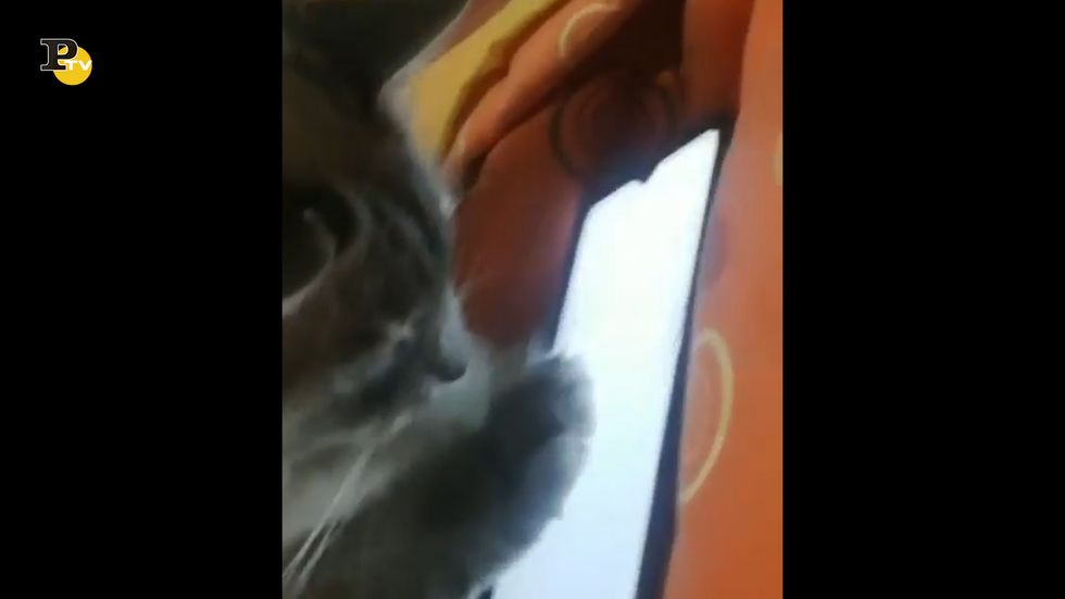 Un gattino gioca con lo schermo di un cellulare
