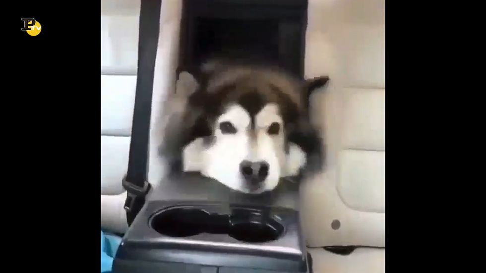Un cane entra in macchina senza alcun aiuto