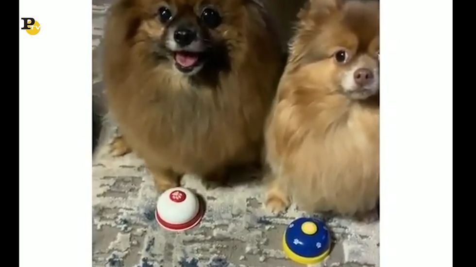 Due cani giocano ad un live quiz con pulsante