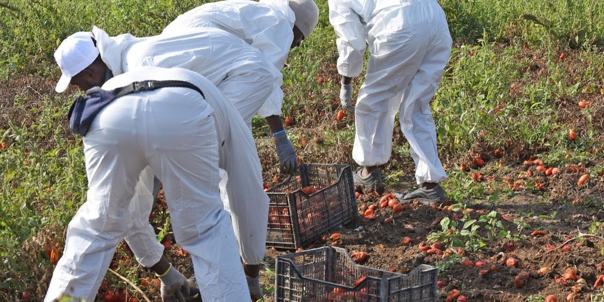 Il governo litiga sul permesso temporaneo di sei mesi e i pomodori a novembre