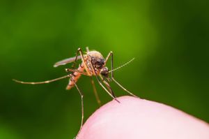 zanzara malaria zika