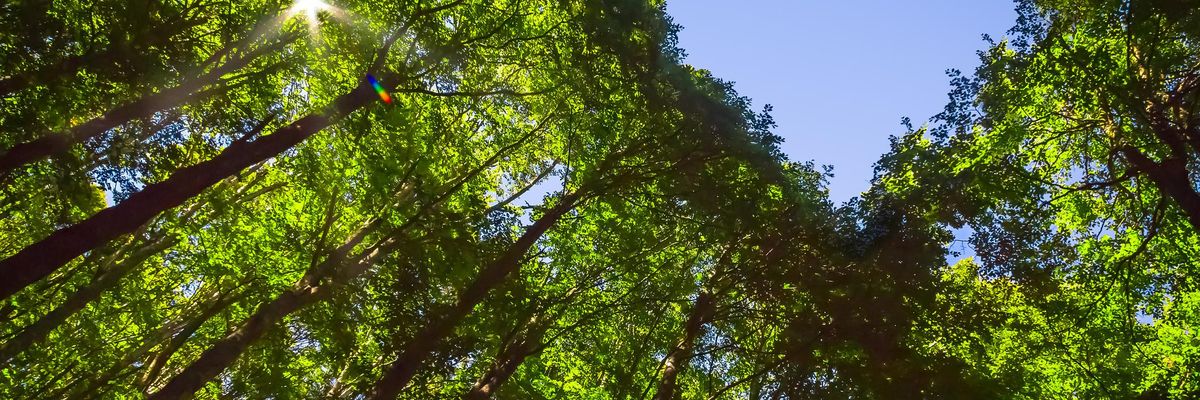 Vezua, il marketplace etico che dà vita a nuove foreste