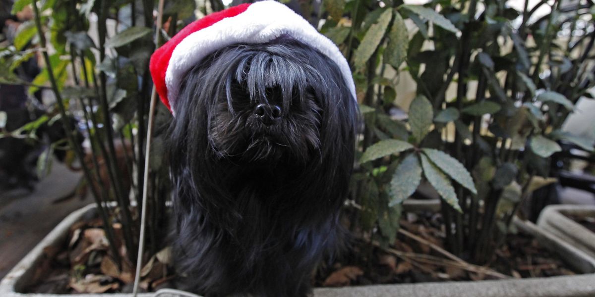 I Regali di Natale per i nostri amici cani