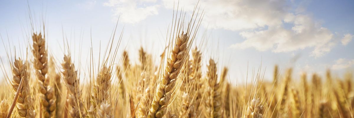 Il problema del grano in Italia