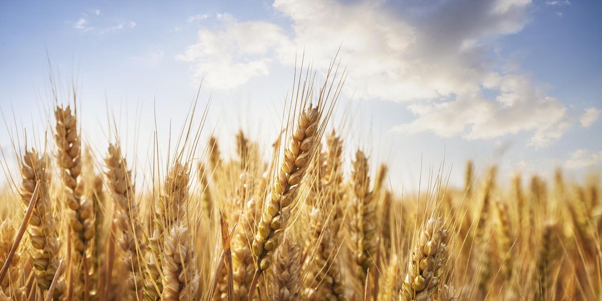Il problema del grano in Italia