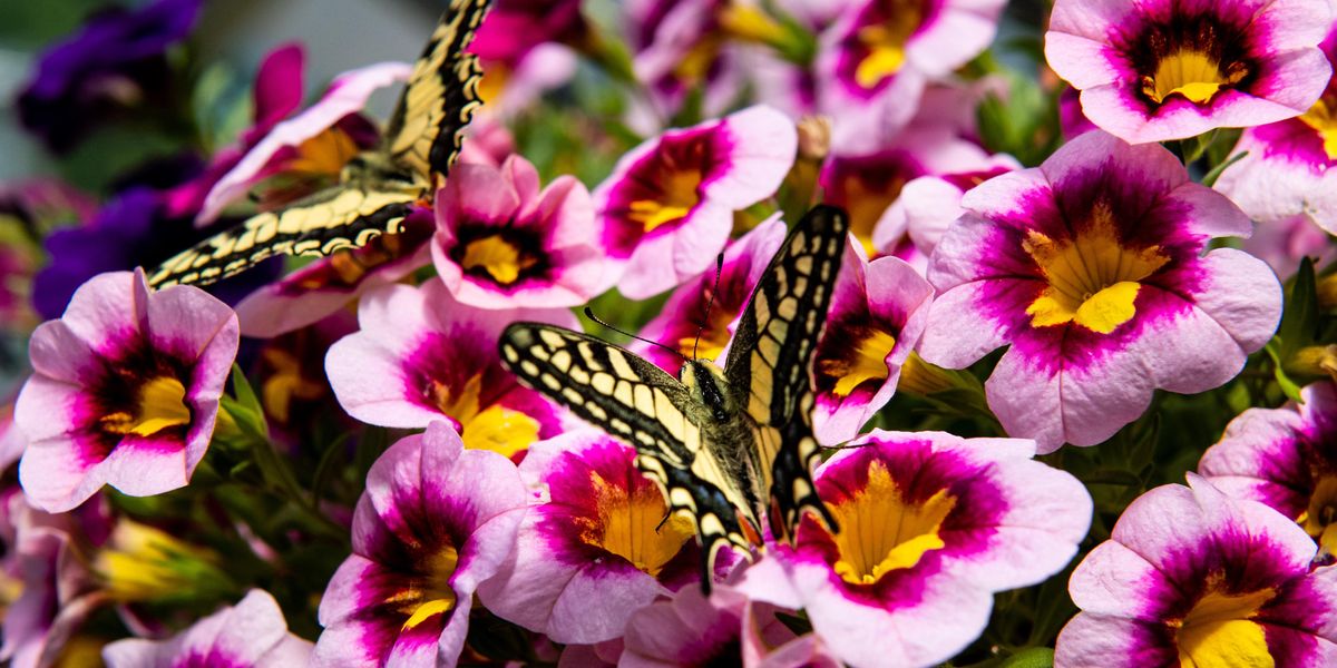 La biodiversità vola su ali di farfalla
