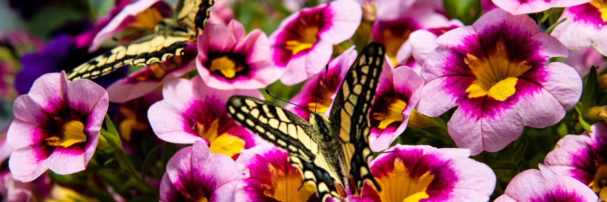 La biodiversità vola su ali di farfalla