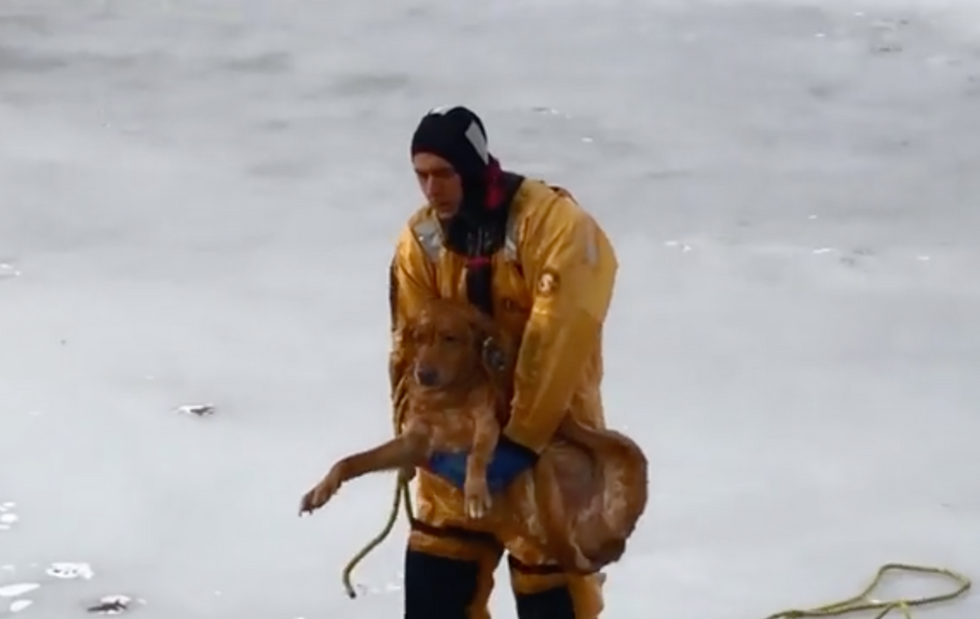 Il labrador nel lago ghiacciato salvato dal pompiere