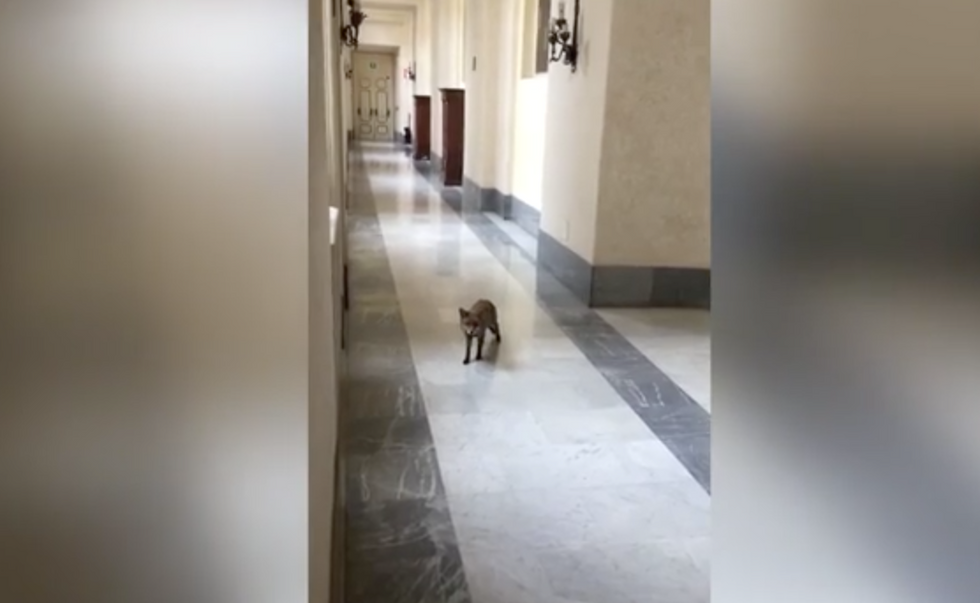 Roma: una volpe si aggira in un palazzo del centro