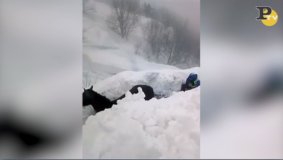 Soccorso alpino salva un cavallo bloccato nella neve