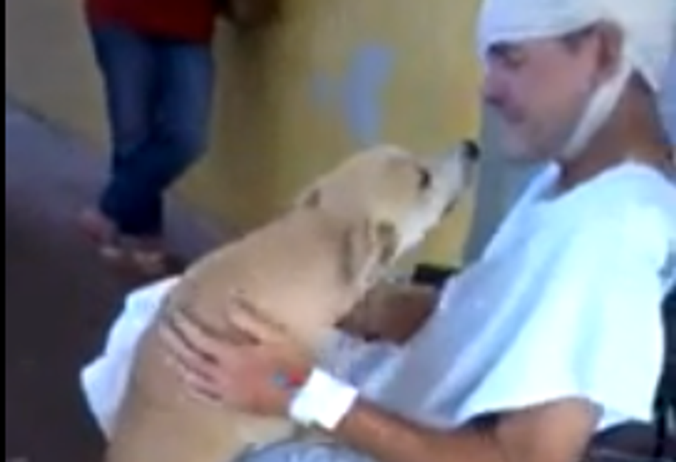 Il cane fedele aspetta 8 giorni il padrone ricoverato in ospedale