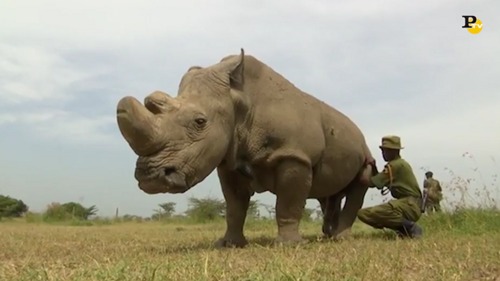 L'ultimo rinoceronte bianco maschio è morto