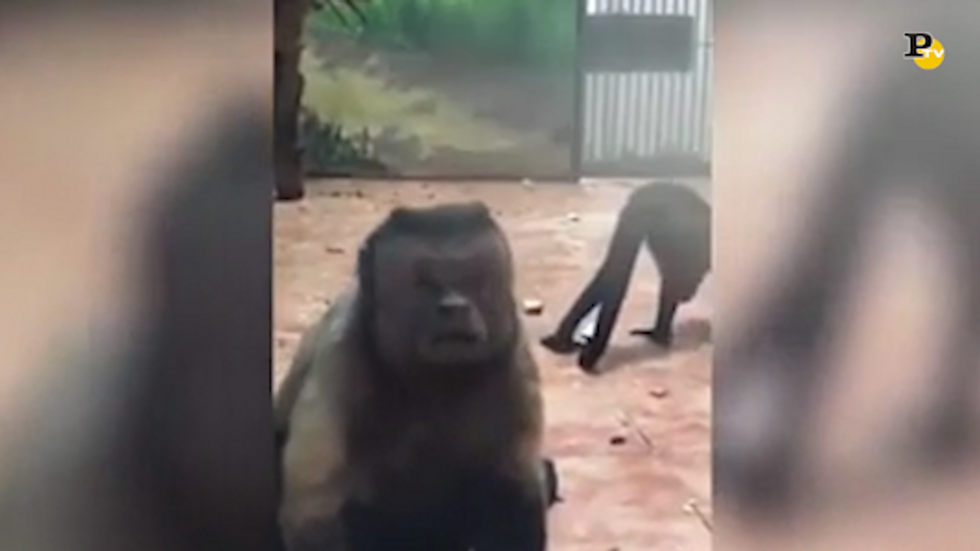 Scimmia dal volto umano in uno zoo in Cina