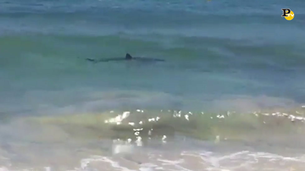 Minorca: squali in acqua tra i turisti