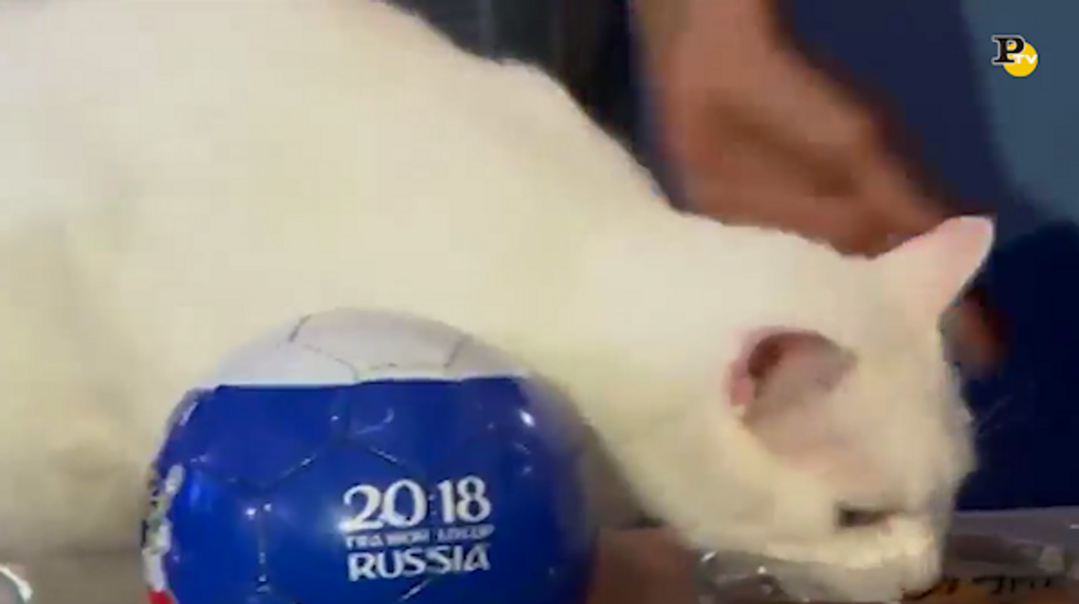 Mondiali 2018: il gatto Achille aveva predetto la vittoria della Russia