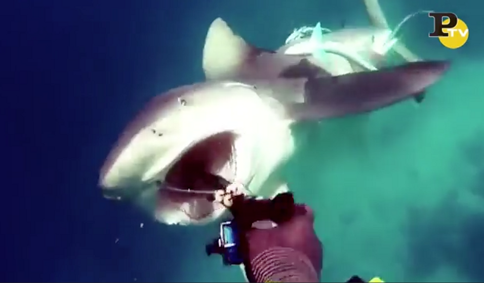 Sub attaccato da uno squalo: il video da paura in Australia