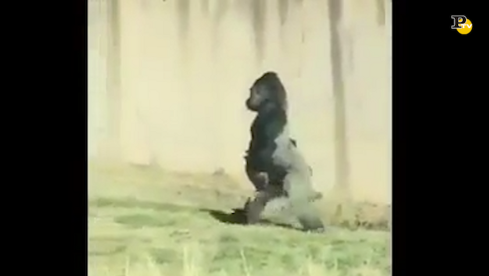 Louis, il gorilla che cammina come un uomo