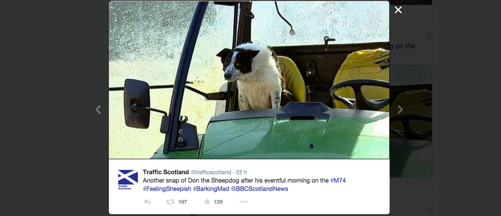 Scozia, cane guida un trattore e finisce in autostrada