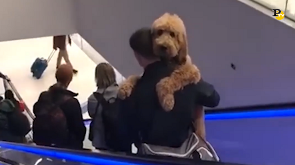 Il cane portato in braccio sulle scale mobili