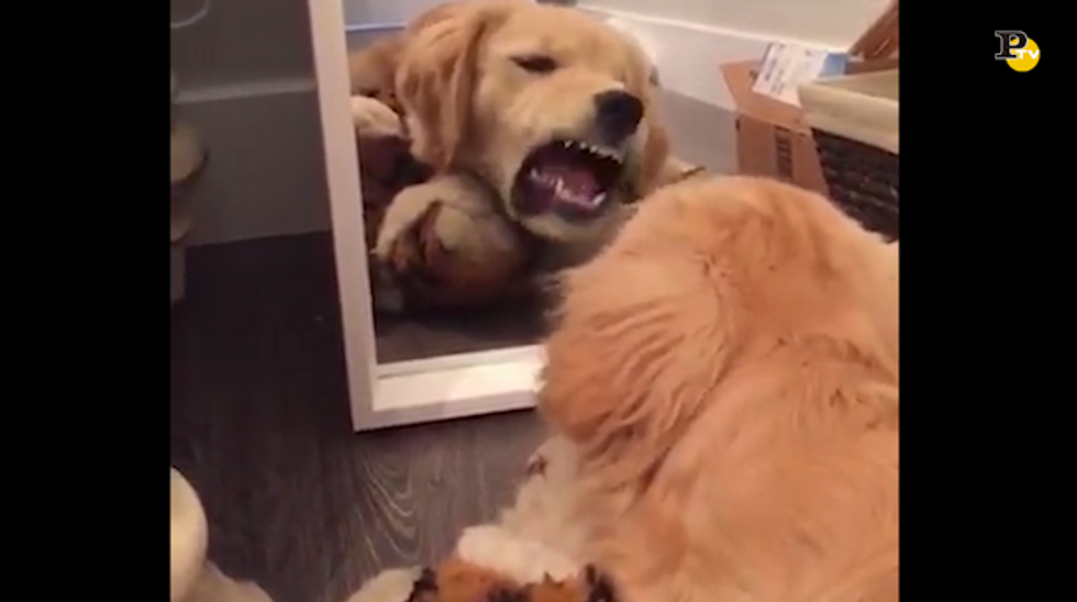 Il cane non si riconosce allo specchio