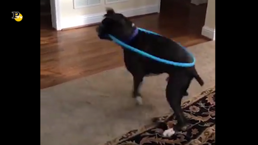Il cane si diverte con l'hula hoop