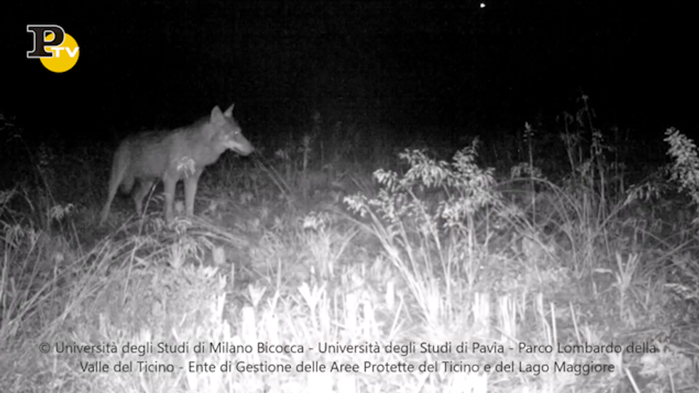 Parco del Ticino, accertata la presenza del lupo dopo 200 anni | Video