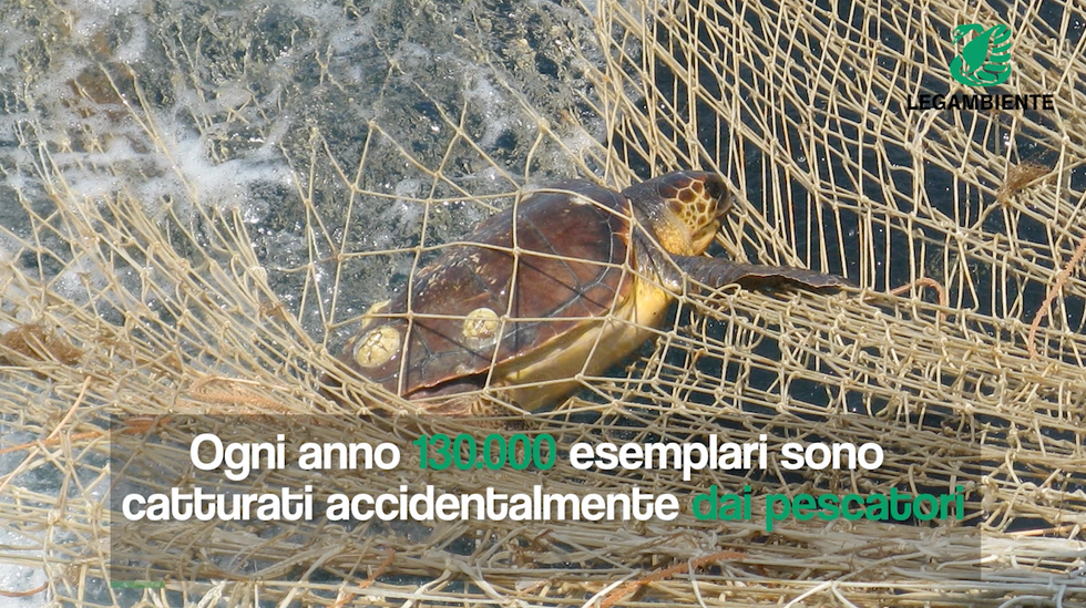 Ogni anno 130.000 tartarughe marine nelle reti dei pescatori
