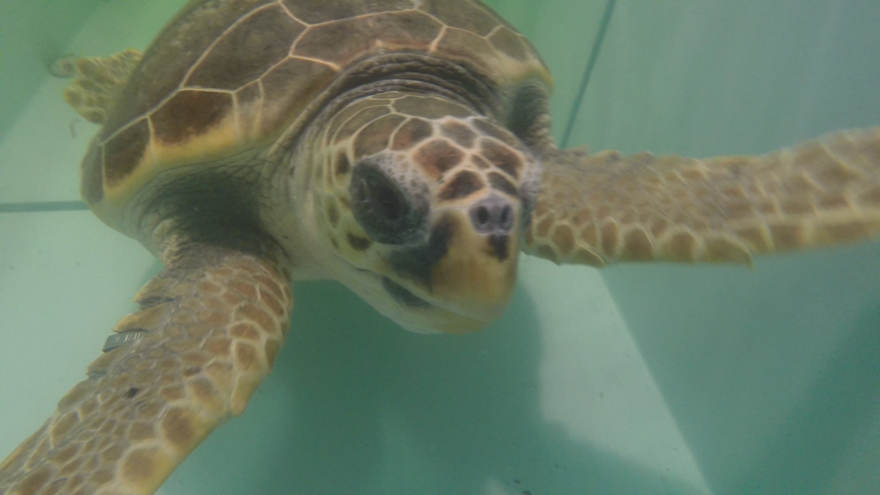 La tartaruga salvata torna in mare