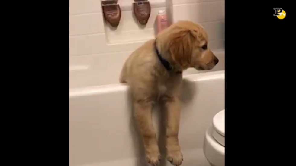 Il video divertente del cane che rimane incastrato nella vasca