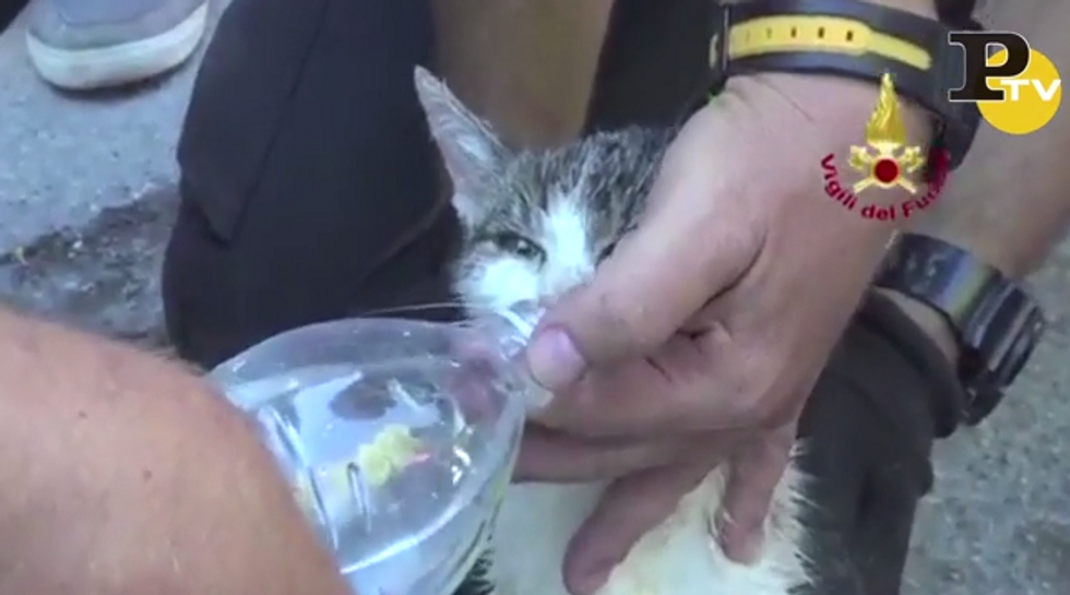 Terremoto Amatrice: il VIDEO di una gattina ritrovata dopo 5 giorni