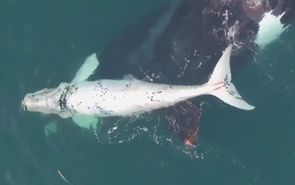 Le straordinarie immagini di una balena bianca