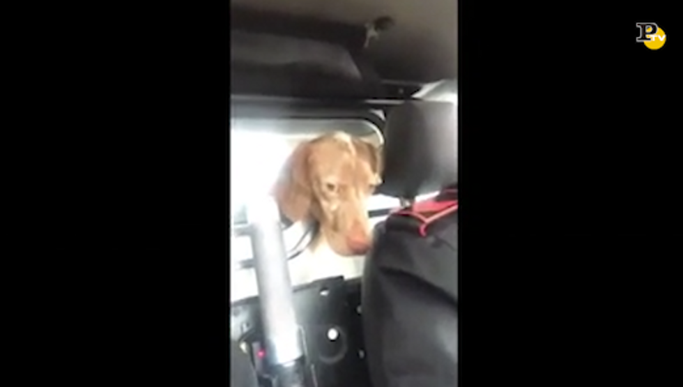 Il cane arrestato dai Carabinieri che spacciava crocchette diventato virale
