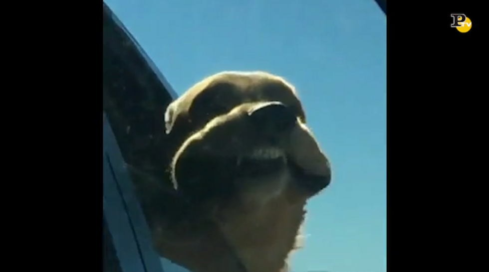 Il cane felicissimo di viaggiare con la testa fuori dal finestrino