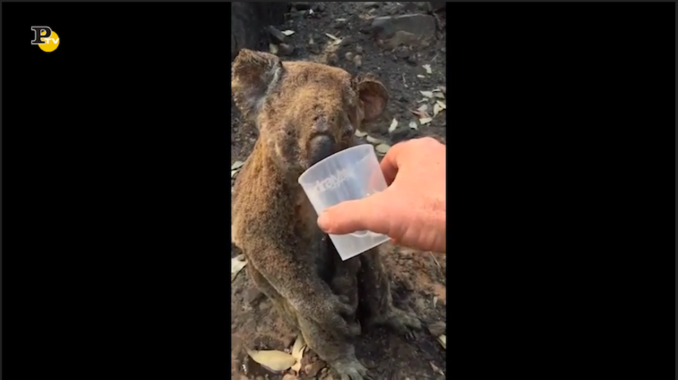 Koala sopravvive a un incendio in Australia