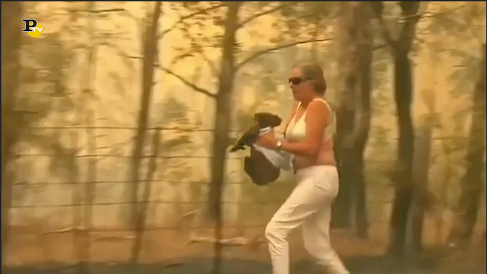 Una donna salva un koala da un incendio