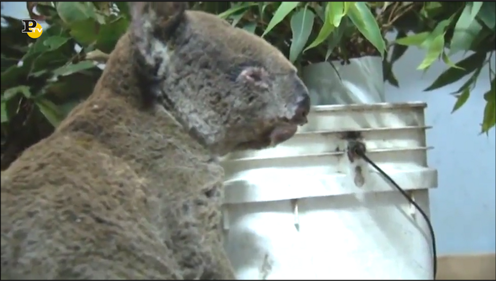 Aggiornamenti sul koala salvato in Australia