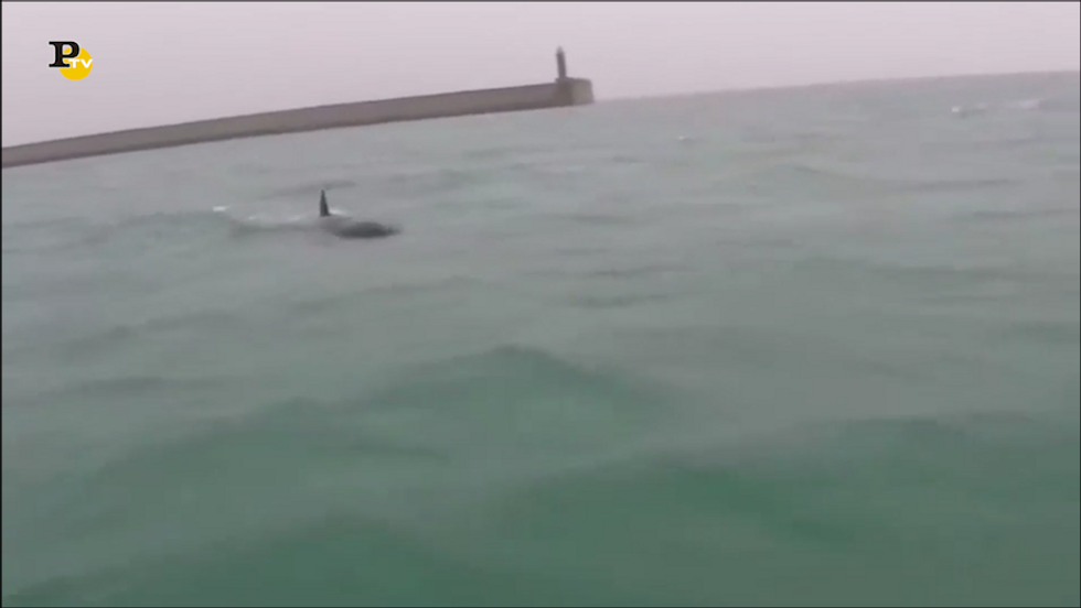 Sorprendente avvistamento di 3 orche nel porto di Genova