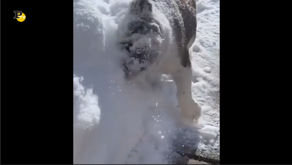 Cane cicciottello spala la neve