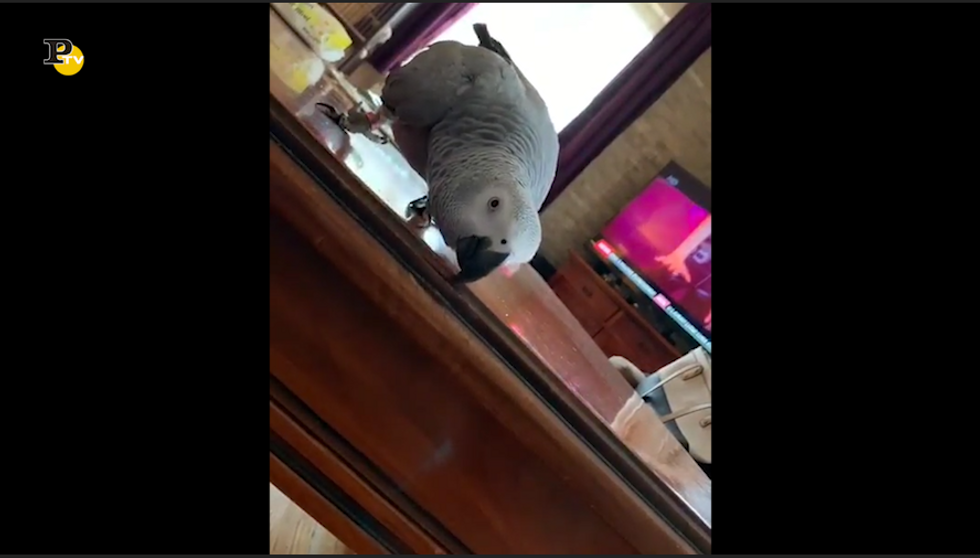 Un pappagallo si diverte a rovinare i mobili di casa