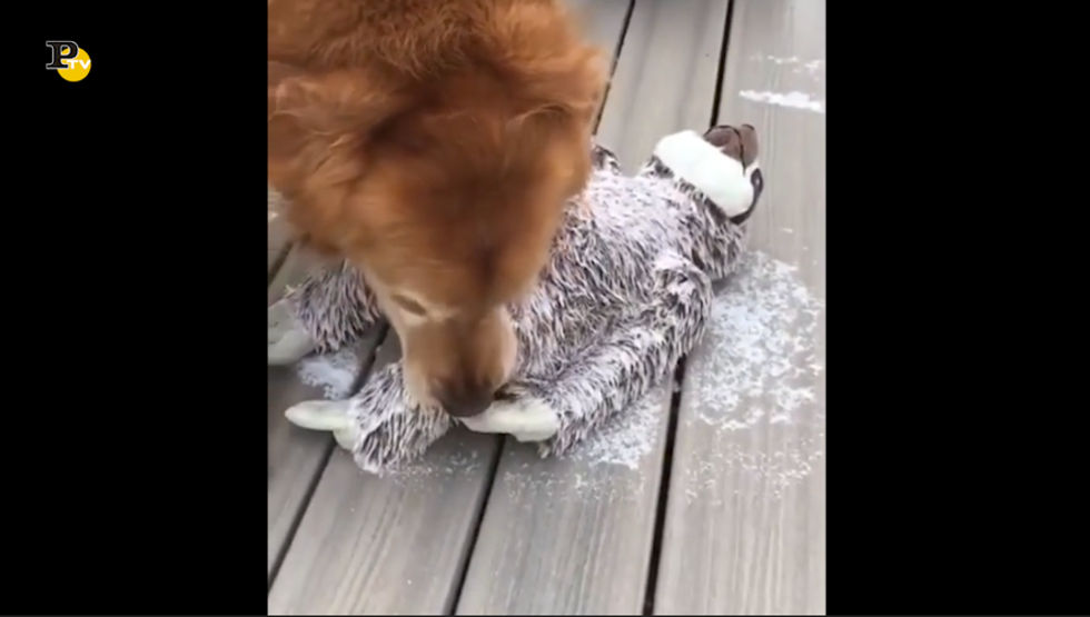 Video divertente di un cane e del suo giocattolo congelato