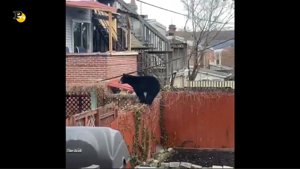 Un orso in fuga fra le case di Wilmington nel Delaware