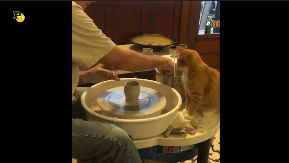 Anche un gatto può realizzare un bel vaso