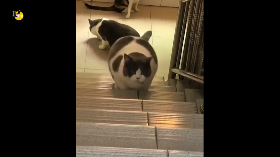 Un gatto grasso un po' in difficoltà nel salire le scale