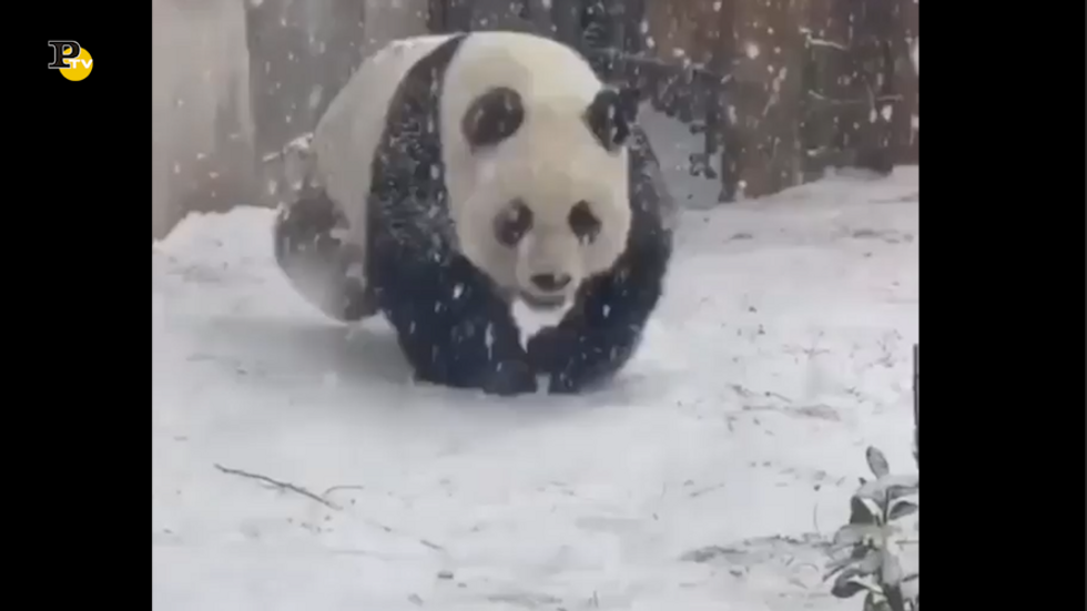Panda che gioca felice in mezzo alla neve